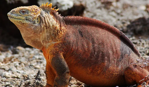 Galápagos iguana