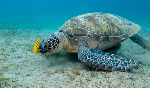 Tortuga Bay
