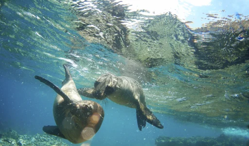 galapagos