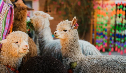 tour-peru-mountain-view